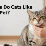 Where Do Cats Like to Be Pet